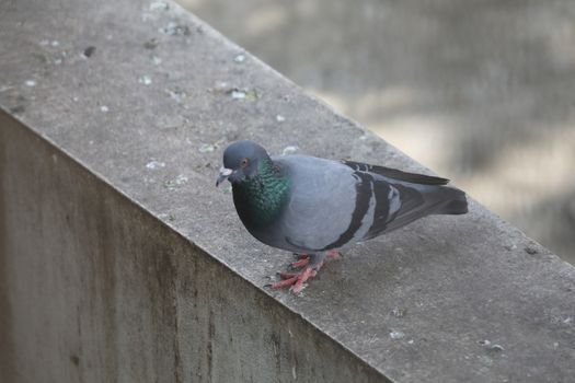 Close up of the Pigeon