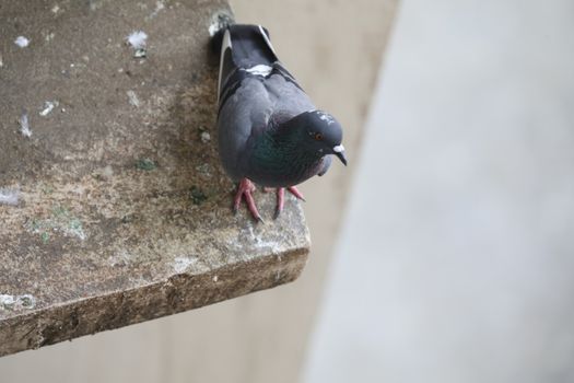 Close up of the Pigeon