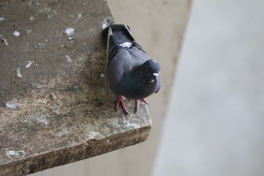 Close up of the Pigeon