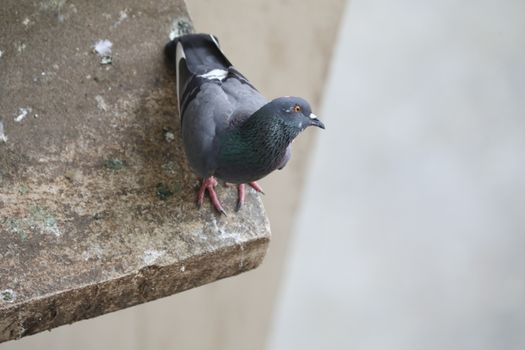 Close up of the Pigeon
