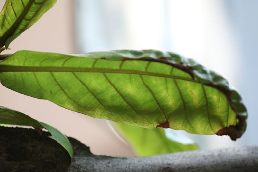 Macro shot of  Medicated Leaf