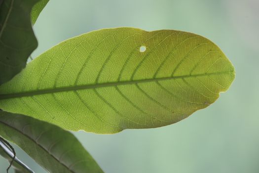 Macro shot of  Medicated Leaf