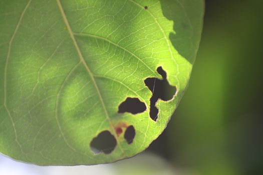 Macro shot of  Medicated Leaf