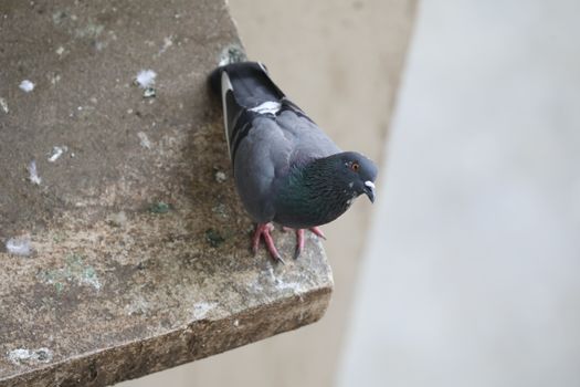 Close up of the Pigeon