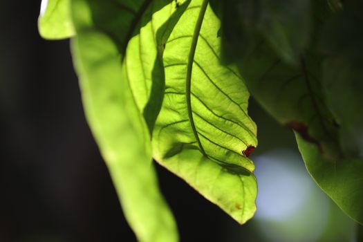 Macro shot of  Medicated Leaf