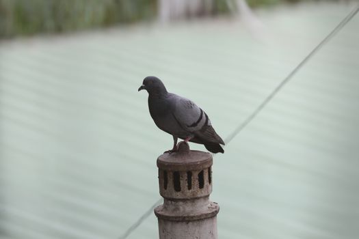 Close up of the Pigeon