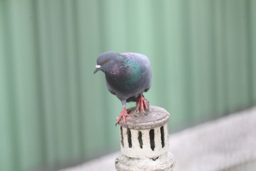 Close up of the Pigeon
