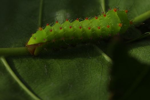 Insect on a Tree