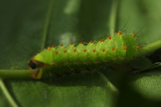 Insect on a Tree