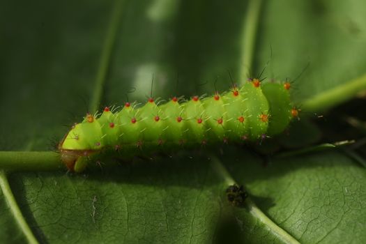 Insect on a Tree