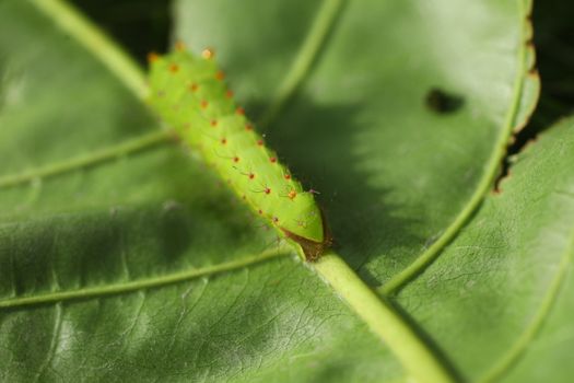 Insect on a Tree