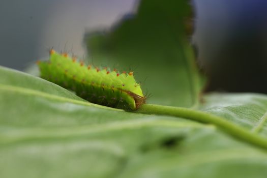 Insect on a Tree