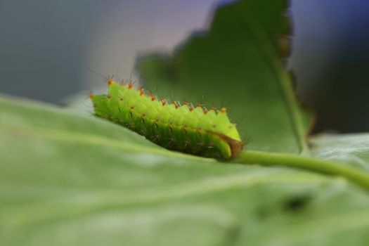 Insect on a Tree