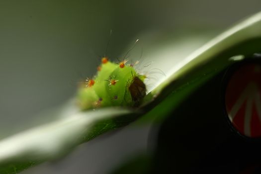 Insect on a Tree