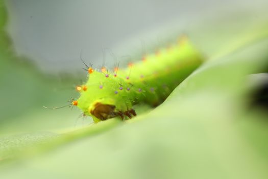 Insect on a Tree