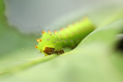 Insect on a Tree