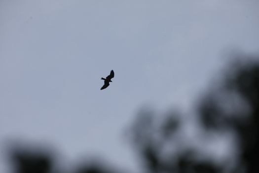 Bird Eagle Flying in the sky