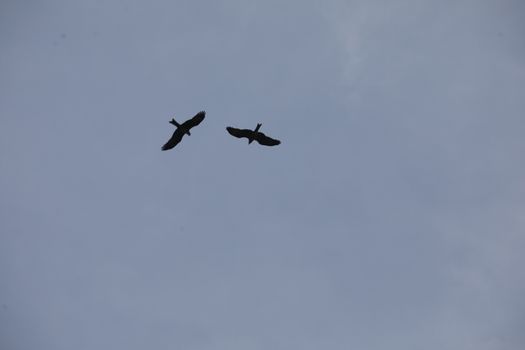 Bird Eagle Flying in the sky