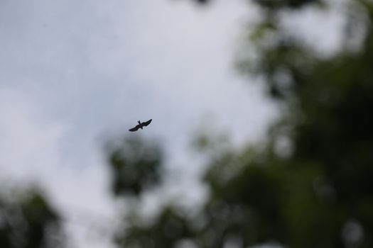 Bird Eagle Flying in the sky