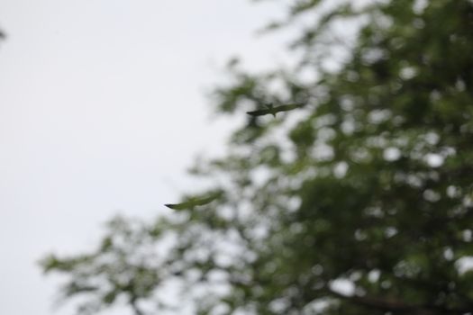 Bird Eagle Flying in the sky