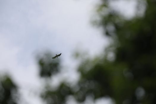 Bird Eagle Flying in the sky