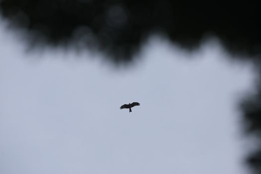Bird Eagle Flying in the sky