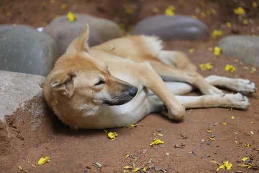 Street Dog sleeping