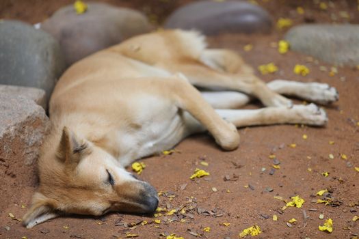 Street Dog sleeping