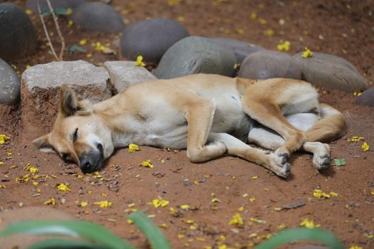 Street Dog sleeping