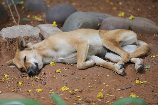 Street Dog sleeping