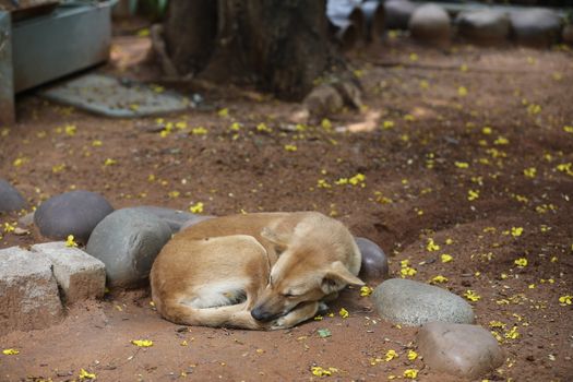 Street Dog sleeping