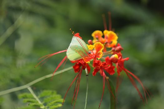 Flowers in the Garden