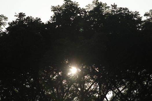 Bird in the Nature