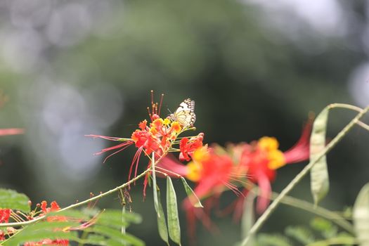 Flowers in the Garden