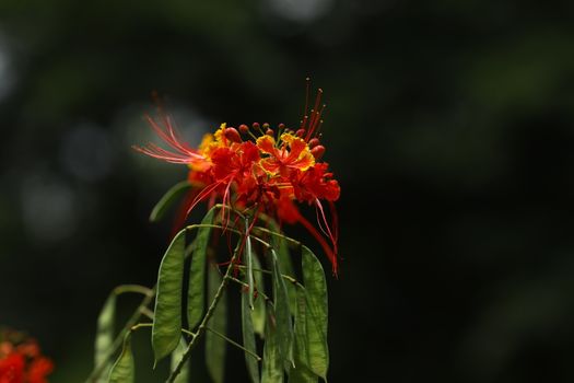 Flowers in the Garden