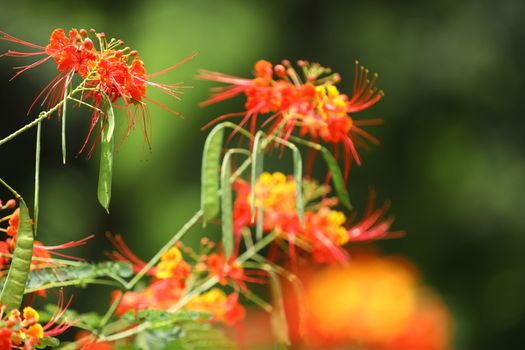 Flowers in the Garden