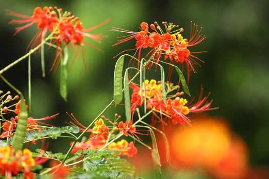 Flowers in the Garden