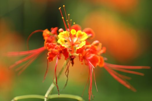 Flowers in the Garden