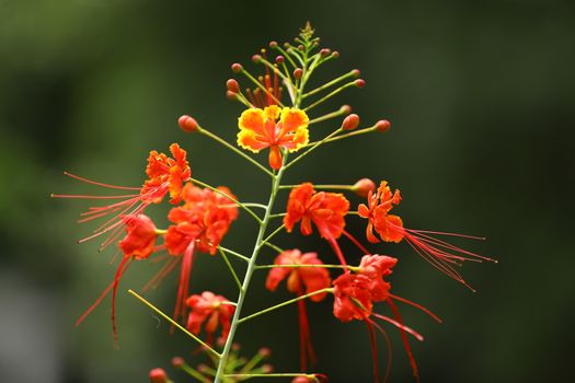 Flowers in the Garden