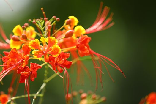 Flowers in the Garden