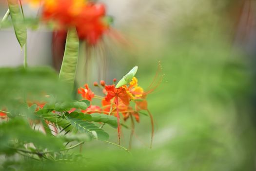 Flowers in the Garden