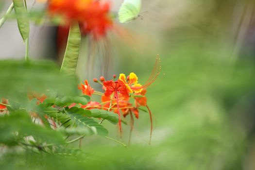 Flowers in the Garden