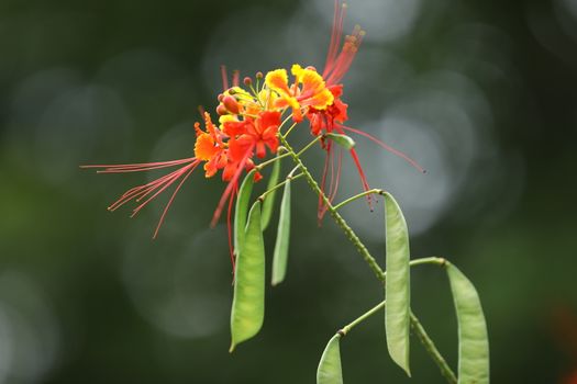 Flowers in the Garden