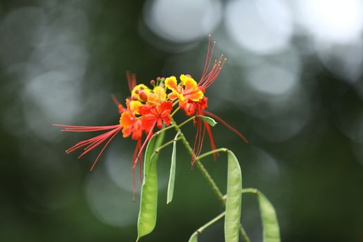 Flowers in the Garden