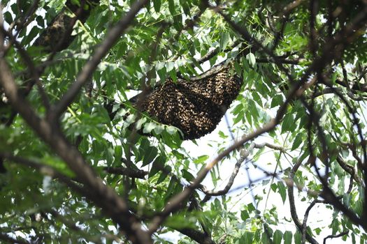 Honeybees In Large Swarm
