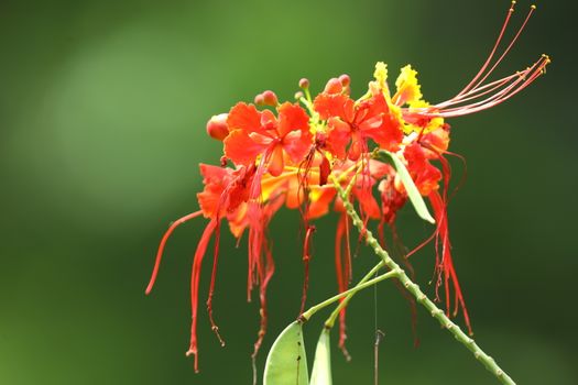 Flowers in the Garden