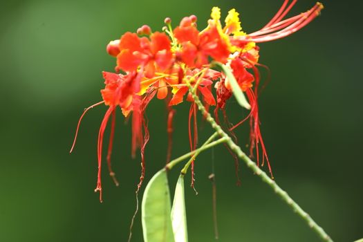 Flowers in the Garden