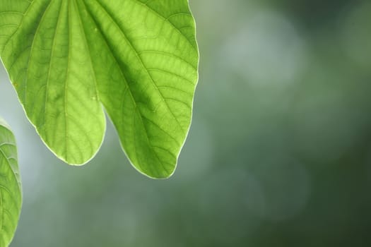 Abstract Leaf Texture