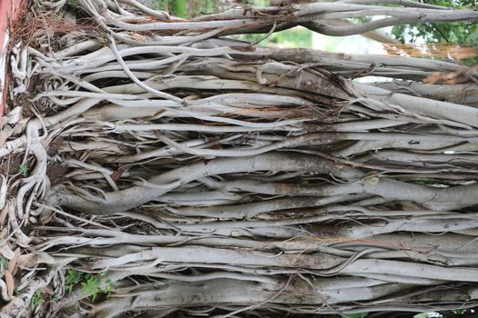 Roots of Huge tree