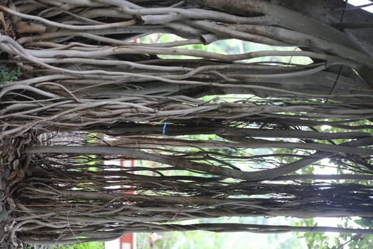 Roots of Huge tree